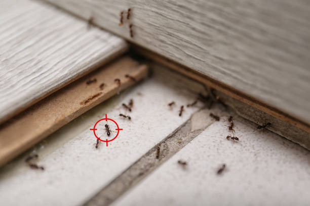 Pest Prevention Services in Oakdale, CA