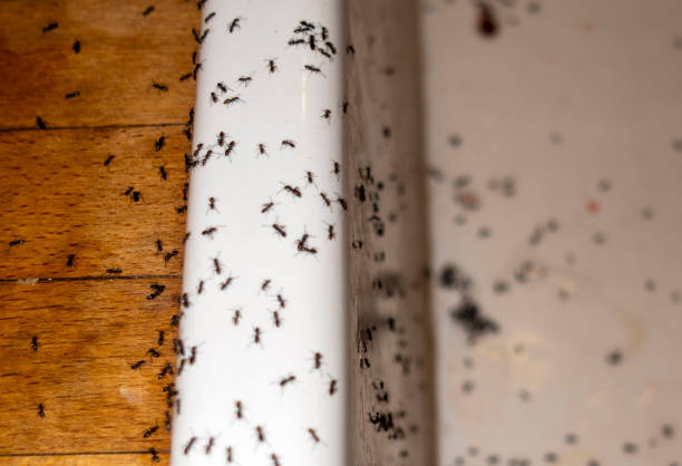 Wasp Removal Services in Oakdale, CA